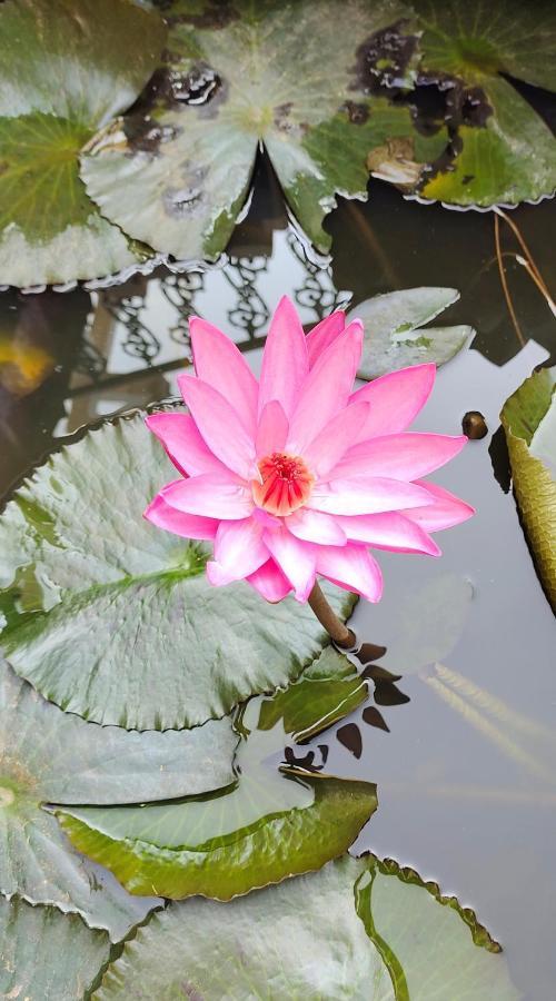 Upasana Eco Resort Bolpur Dış mekan fotoğraf